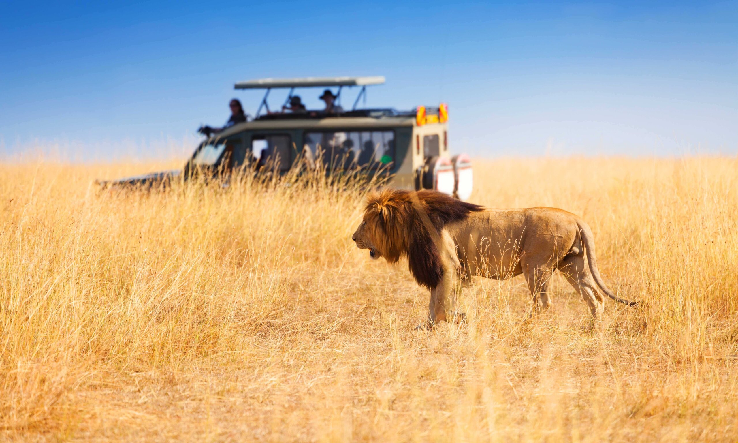 Africa Amazing African Safari